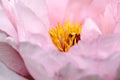 Peony Light Pink CloseUp, Bright Yellow Stamen and Vibrant Red Pistil