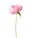 Peony Royalty Free Stock Photo