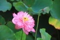 Peony Lotus flower close-up Royalty Free Stock Photo