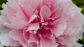 Peony (Moutan) in full bloom with pink petals. Royalty Free Stock Photo