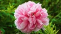 Peony (Moutan) in full bloom with pink petals. Royalty Free Stock Photo