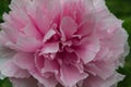 A peony (Moutan) in full bloom with pink petals. Royalty Free Stock Photo