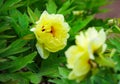 Yellow peony , chinese national flower