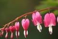 Paeonia suffruticosa