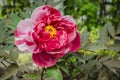 Peony Royalty Free Stock Photo