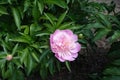 Peony with one oink flower in May