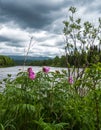 Peony - Paeonia anomala at taiga forest