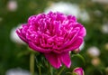 Peony Paeonia - is the only genus of plants in the Pivonia family Paeoniaceae. Royalty Free Stock Photo