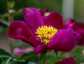 Peony Paeonia - is the only genus of plants in the Pivonia family Paeoniaceae. Royalty Free Stock Photo