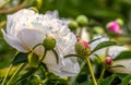 Peony Paeonia - is the only genus of plants in the Pivonia family Paeoniaceae. Royalty Free Stock Photo