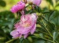 Peony Paeonia - is the only genus of plants in the Pivonia family Paeoniaceae. Royalty Free Stock Photo