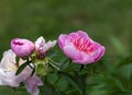 Peony Paeonia - is the only genus of plants in the Pivonia family Paeoniaceae. Royalty Free Stock Photo