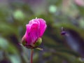 Peony Paeonia - is the only genus of plants in the Pivonia family Paeoniaceae. Royalty Free Stock Photo