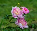 Peony Paeonia - is the only genus of plants in the Pivonia family Paeoniaceae. Royalty Free Stock Photo