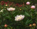 Peony Paeonia - is the only genus of plants in the Pivonia family Paeoniaceae. Royalty Free Stock Photo