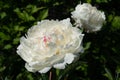 Peony, Paeonia