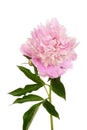 Peony Paeonia lactiflora Royalty Free Stock Photo