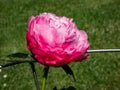 Peony (Paeonia lactiflora) \'Joker\' flowering with pink double flowers with a blush of lilac overtones Royalty Free Stock Photo