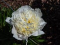 Peony (Paeonia lactiflora) \'Mademoiselle Jeanne Riviere\' blooming with white and pink flowers