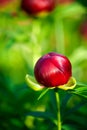 Peony (Paeoniaceae) Royalty Free Stock Photo