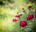 Peony (Paeoniaceae) field in meadow Royalty Free Stock Photo