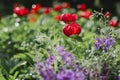 Peony (Paeoniaceae) field in meadow Royalty Free Stock Photo