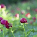 Peony (Paeoniaceae) field in meadow Royalty Free Stock Photo