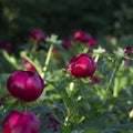 Peony (Paeoniaceae) field in meadow during sunrise Royalty Free Stock Photo