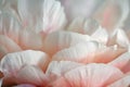 Peony paeonies blossom leaves