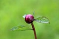 Peony or Paeony herbaceous perennial flowering plant with single closed flower bud surrounded with leathery green leaves planted