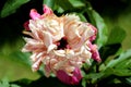 Peony or Paeony herbaceous perennial flowering plant with single fully open blooming densely layered white and light pink flower