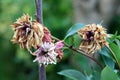 Peony or Paeony herbaceous perennial flowering plants with densely layered partially dried and shriveled white and light pink