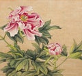 Peony painted in Chinese style