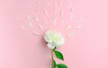 Peony and peony petals on a pink background. Sperm approaching egg cell concept Royalty Free Stock Photo