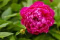 Peony. Peony rose renaissance after rain close-up. Red Spring Flower.