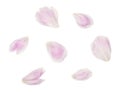 Peony Petals Royalty Free Stock Photo