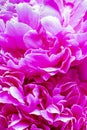 Peony pink flower for background. Paeonia lactiflora. Macro shot, Vertical. For creative background, postcard and wallpaper about Royalty Free Stock Photo