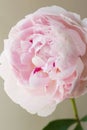 Peony pink flower close up beautiful macro Royalty Free Stock Photo