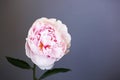 Peony pink flower close up beautiful macro Royalty Free Stock Photo