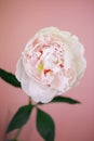 Peony pink flower close up beautiful macro Royalty Free Stock Photo
