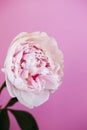 Peony pink flower close up beautiful macro Royalty Free Stock Photo