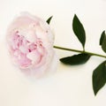 Peony pink flower close up beautiful macro Royalty Free Stock Photo