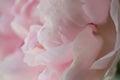 Peony pink flower close up beautiful macro Royalty Free Stock Photo