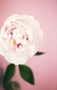 Peony pink flower close up beautiful macro Royalty Free Stock Photo