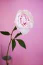 Peony pink flower close up beautiful macro Royalty Free Stock Photo