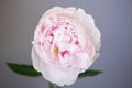 Peony pink flower close up beautiful macro Royalty Free Stock Photo