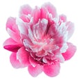 Peony  pink  flower isolated on a white background. Close-up. For design Royalty Free Stock Photo