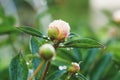 Peony plant with flower buds in the garden, unopened peonies wet from rain Royalty Free Stock Photo