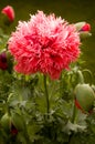 Peony Poppy