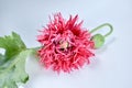 Peony poppy flower in pink color isolated on white.